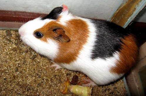 porcusor guinea